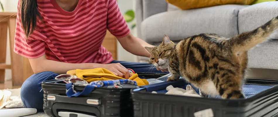 Traveling by Car: Safety, Comfort &amp; Practical Tips Pet safety in cars&nbsp;is crucial. Unrestrained pets can be a distraction and are at risk of injury in an accident. Use a&nbsp;pet car harness&nbsp;for  dogs. For both dogs and cats, secure them in a crate or cage designed for car travel. 