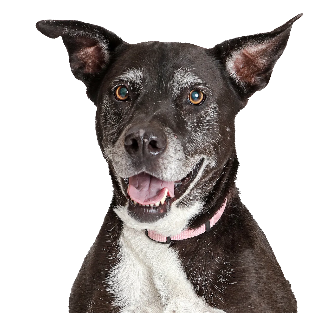 Older dog