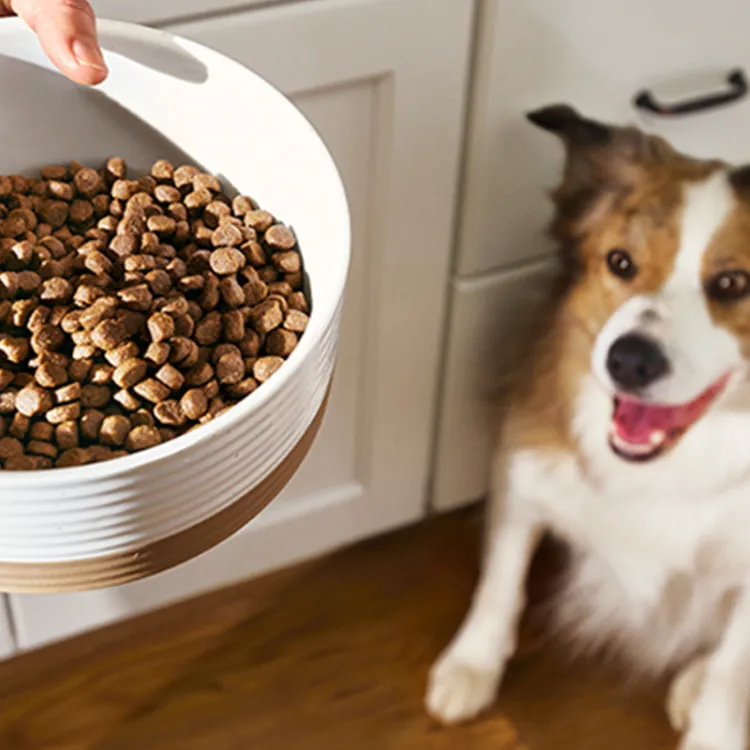 Border collie looking at a bowl of kibble and fresh dog food